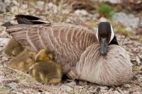 jasper-national-park-maligne-lake-canada-goose-ducklings