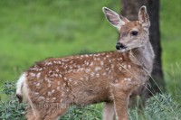 waterton national park deer with spots