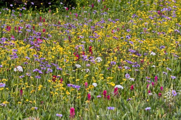field-wildflowers-glacier-national-park-montana