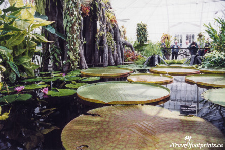 Giant lily pads at the Conservatory of flowers Sanrfrancisco