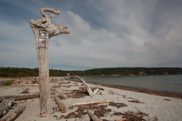 hornby-island-tribune-bay-beach-ccean-tall-tree-stump-logs