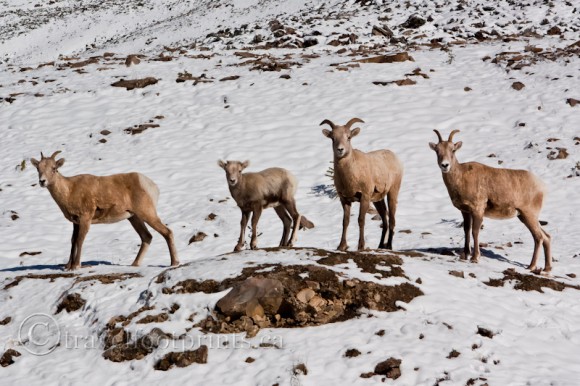 herd-big-horn-sheep-snow-rocks