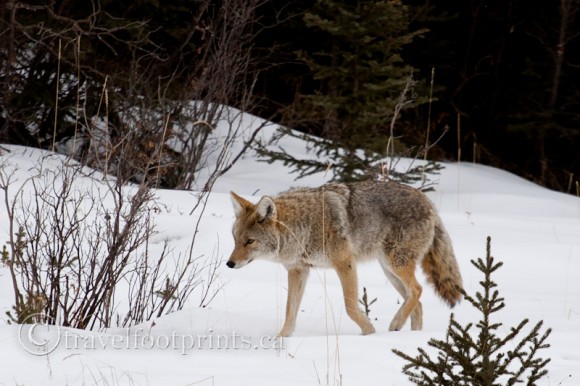 coyote-walking-in-snow