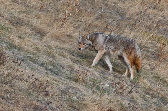 coyote-walking-grasslands-fall-color