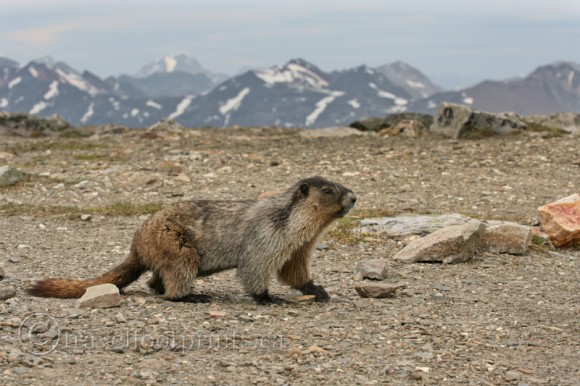 hoary-marmot-walking-mountains