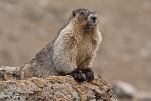 hoary-marmot-close-up-rock-teeth