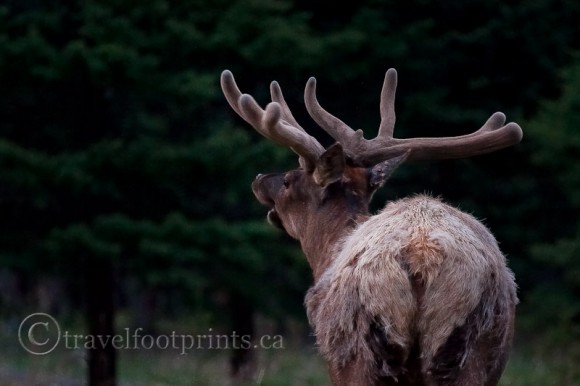 male-elk-large-horns-trees