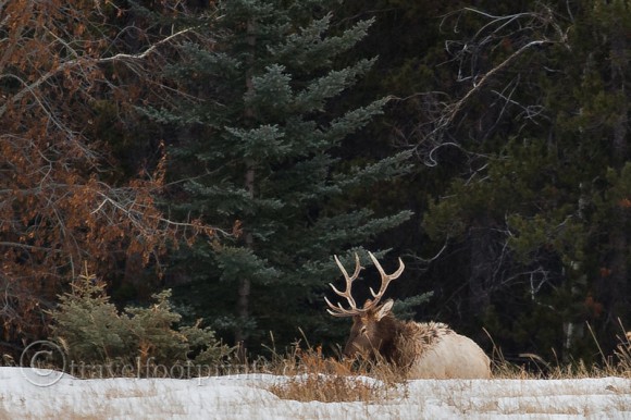 elk-laying-in-snow-forest-antlers