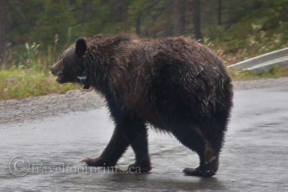 grizzly-bear-walking-road-collar