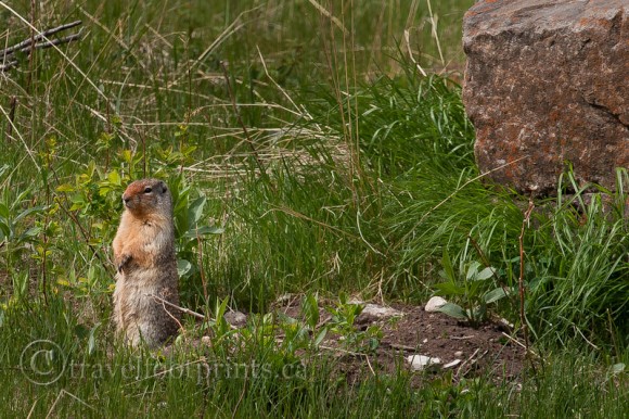 ground-squirrel-standing