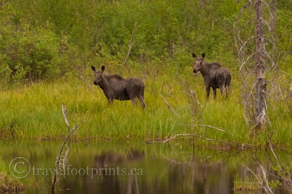 two-young-moose-field-water