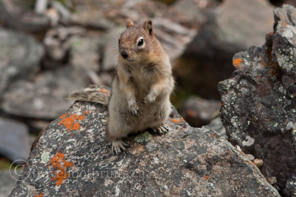 squirrel-standing-rock