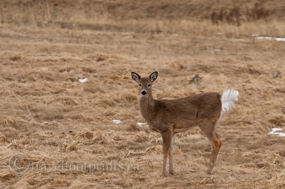 white-tail-deer-field