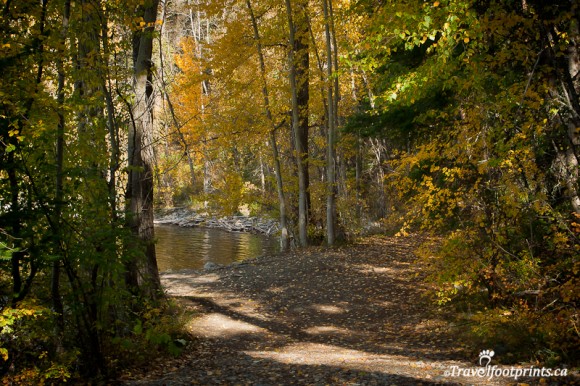 trees-trail-heffley-lake-fall-colours-leaves-kamloops-british-columbia