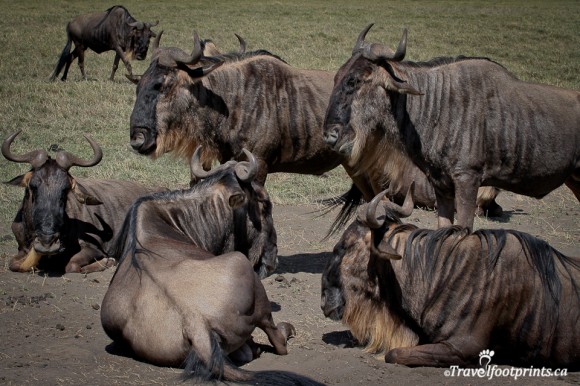 group-herd-wildebeest-laying-sitting-ngorongoro-crater-grasslands-wildlife-safari-animals