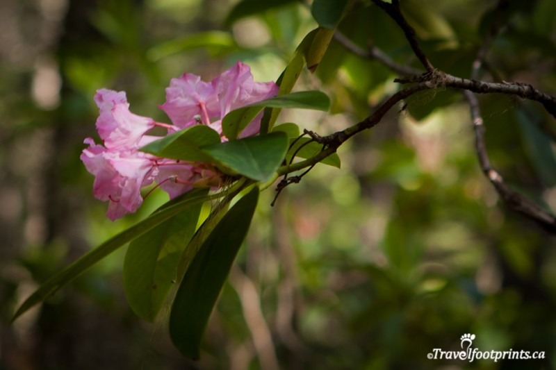 pink-plant-blooming-rhododendron-flats-manning-park-british-columbia-green-leaves-forest-trees-outdoor-petals