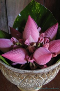 pink-lotus-flower-fragrant-decorative-bowl-southeast-asia-siem-reap-spa-treatment