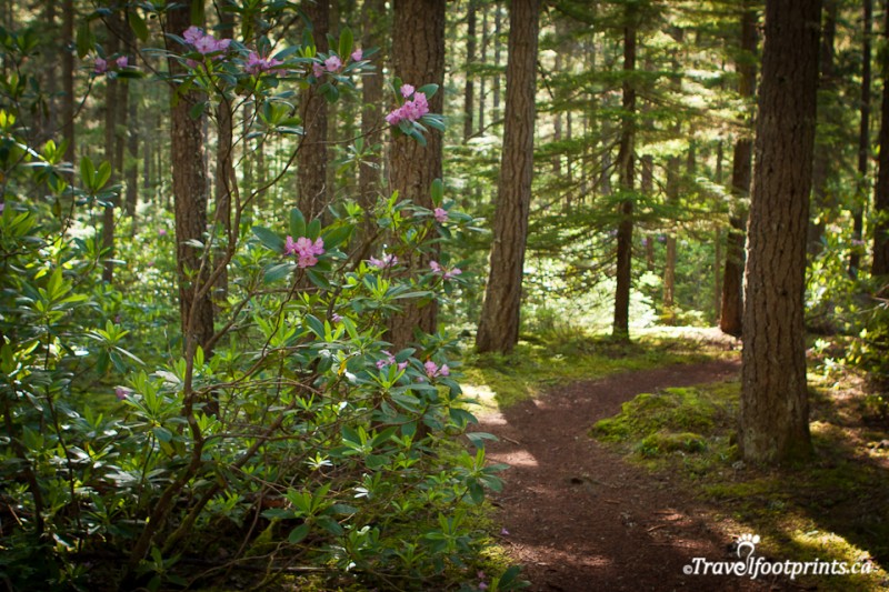 easy-loop-trail-rhododendron-flats-manning-provincial-park-british-columbia-flowers-blooming-forest-evergreen-trees-walks-outdoor-activities