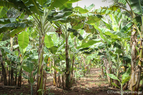 banana-plants-growing-farm-rows-local-produce-zanzibar-spice-tour
