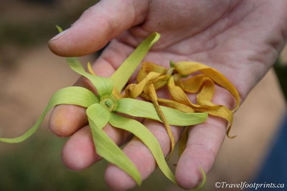 ylang ylang-flower-fragrant-spice-tour-zanzibar