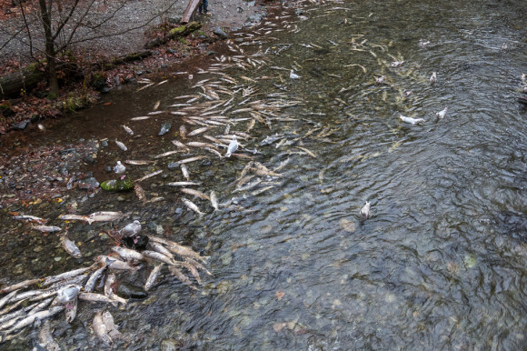 salmon-spawning-goldstream-river-victoria