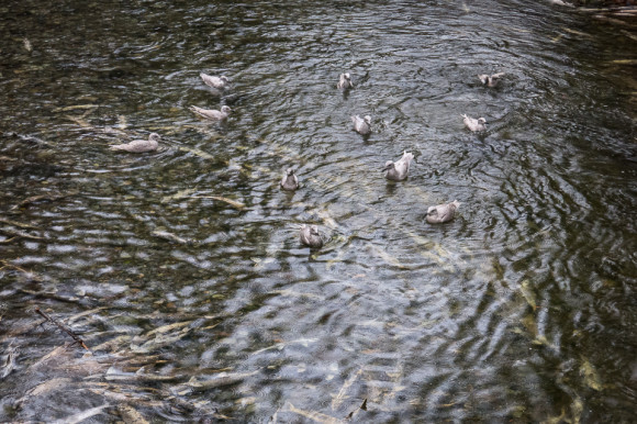 salmon-run-river-goldstream-victoria-spawning
