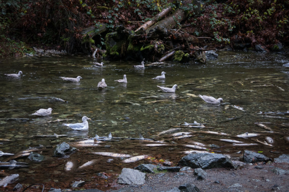 seagulls-feeding-salmon-run-goldstream-provincial-park-river-vancouver-island-things-to-see