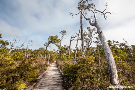 bog-trail-tofino-bc-board-walk-easy-hike-pacific-rim-national-park